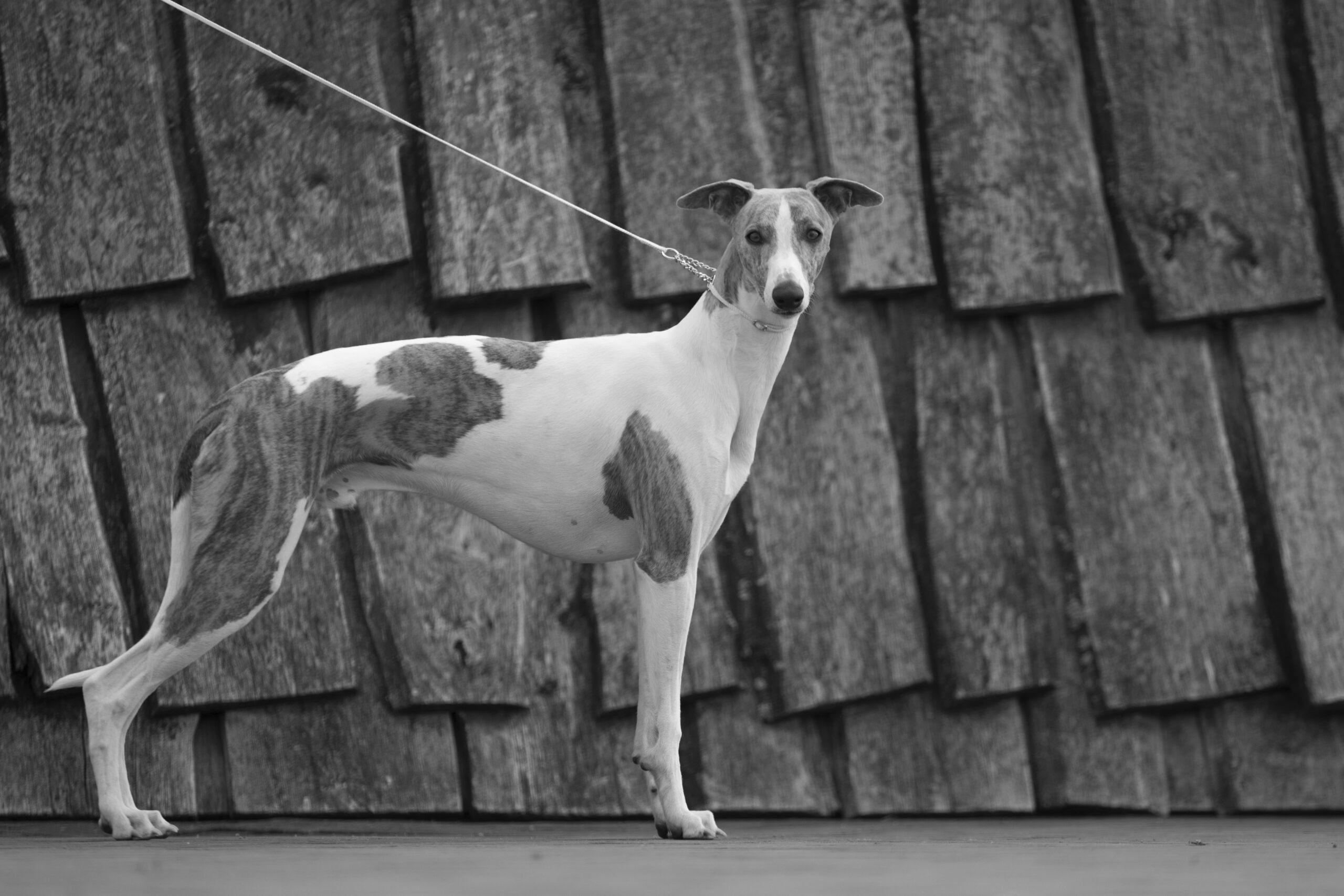 LUCY0335 kopie 2