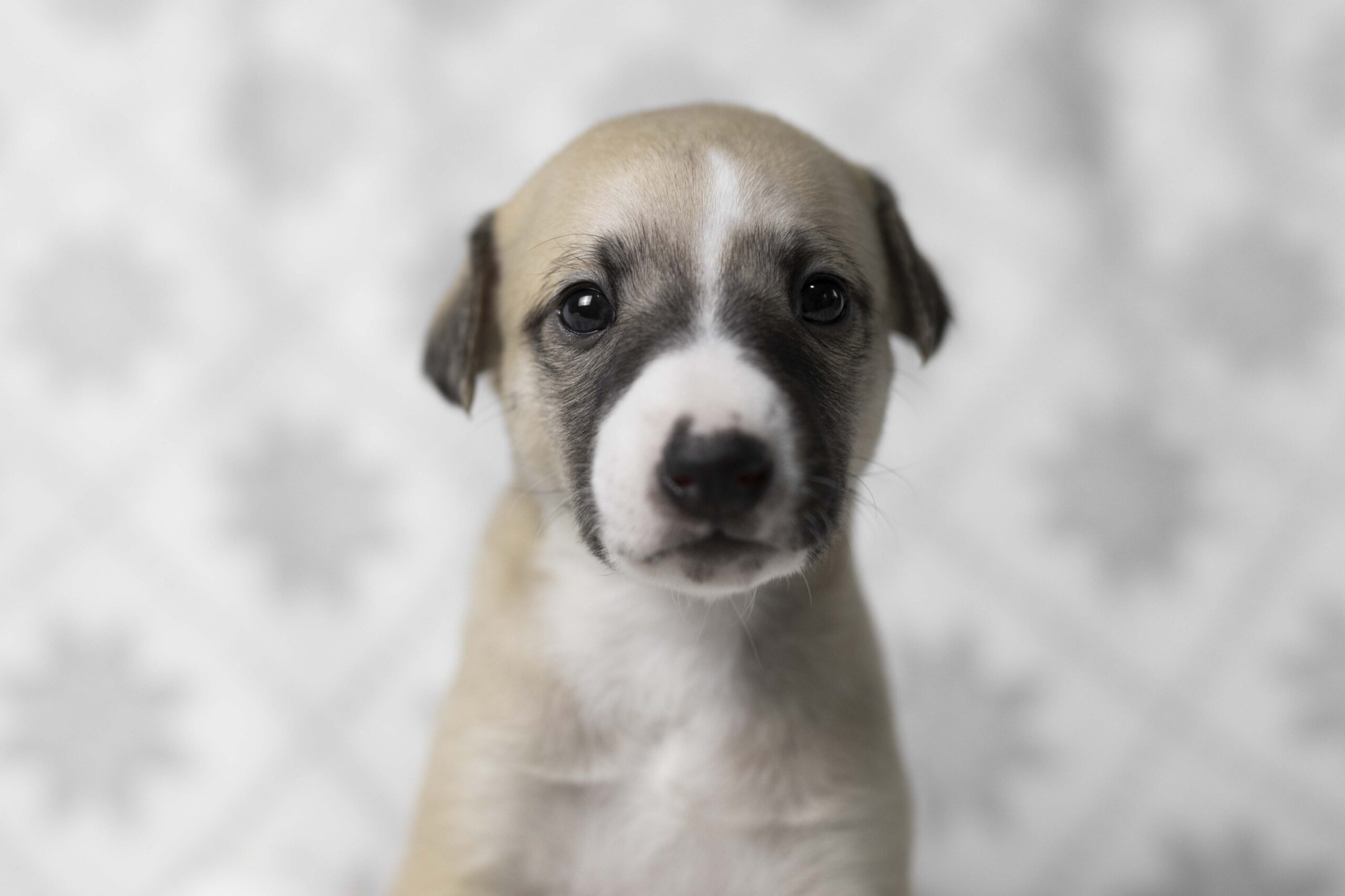 LUCY0043