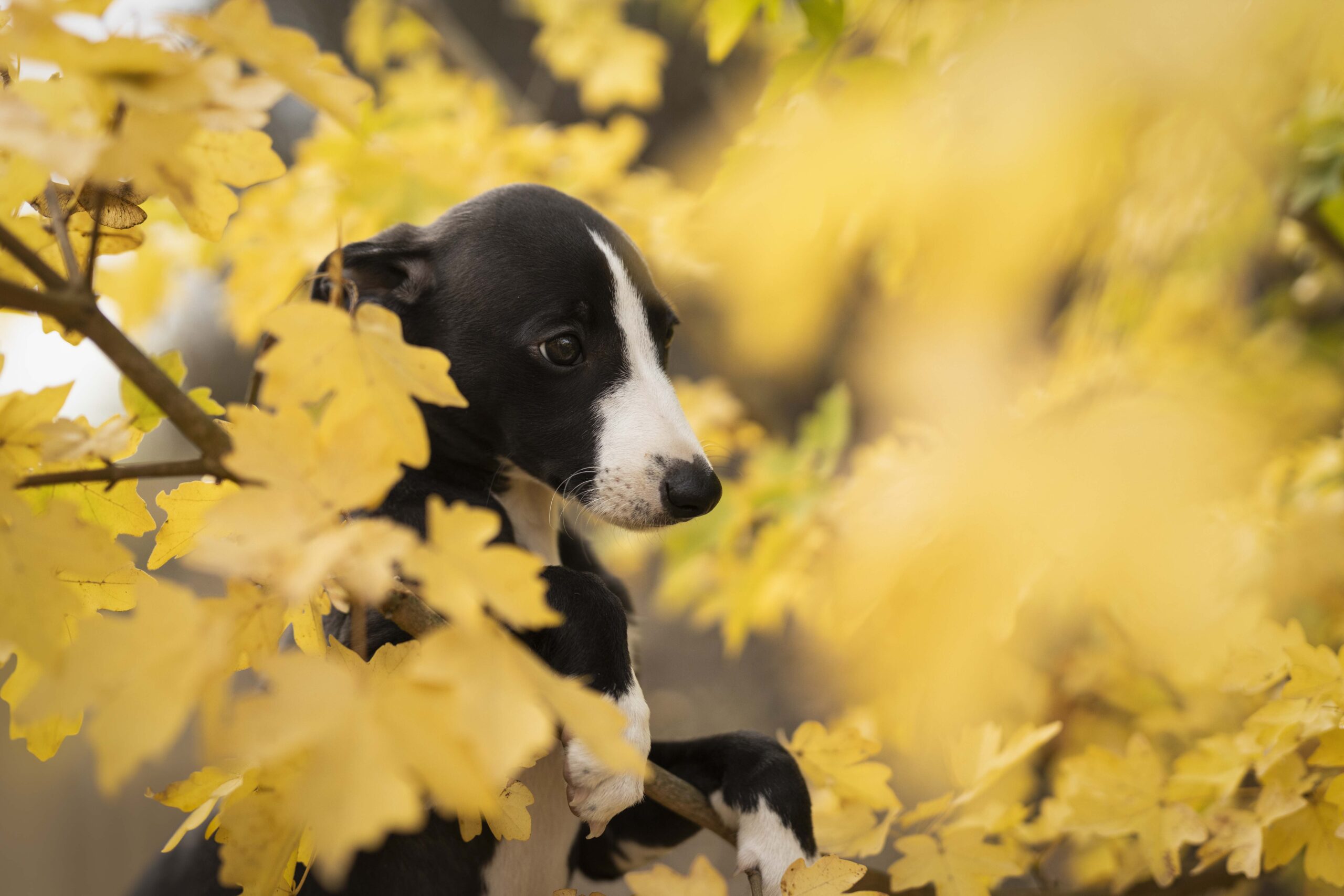 LUCY3472 kopie